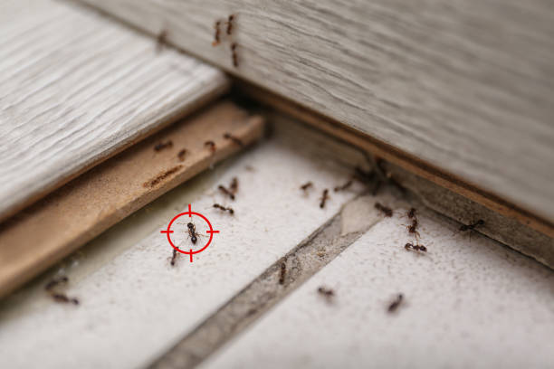 Best Pest Control for Homes  in Delta, CO
